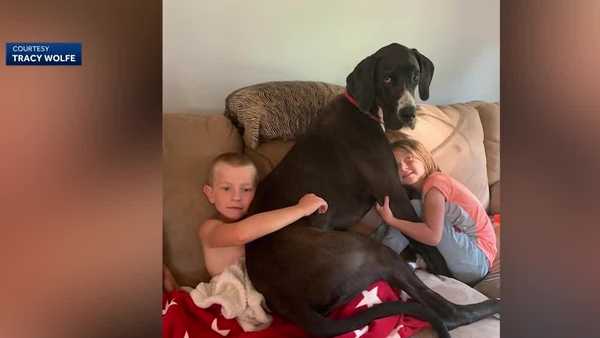 rest in peace, kevin: west des moines dog dies days after being crowned world's tallest