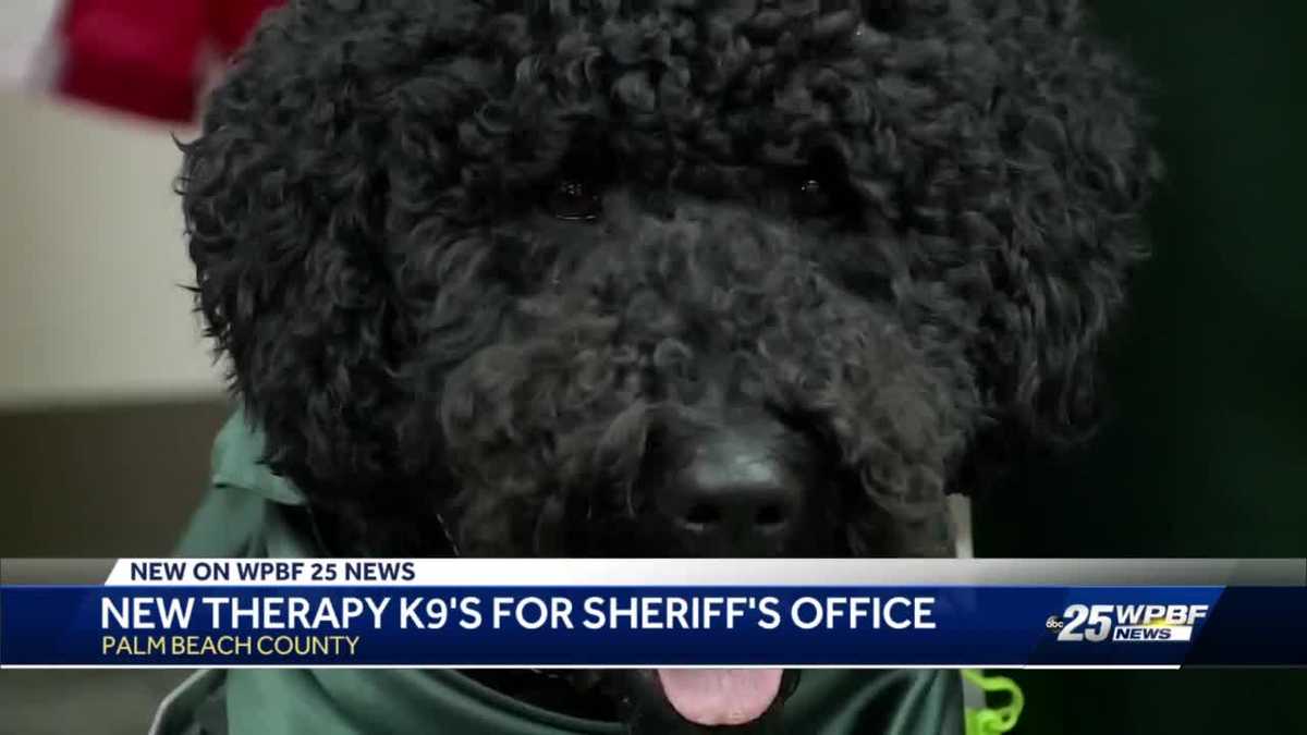Palm Beach County: Sheriff's office swears in four K9s