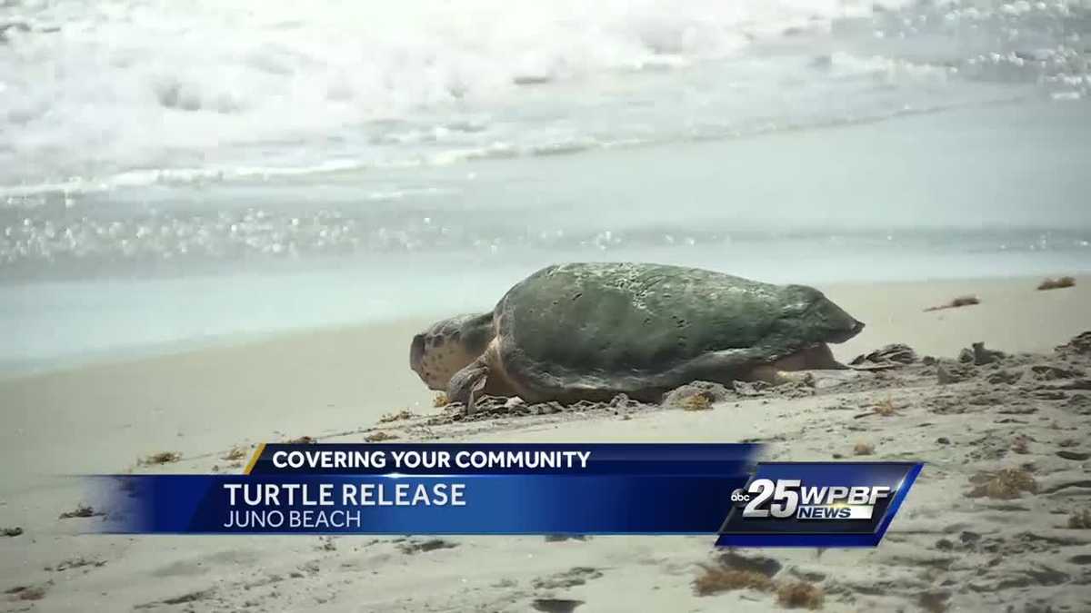 Turtle released into ocean Tuesday morning