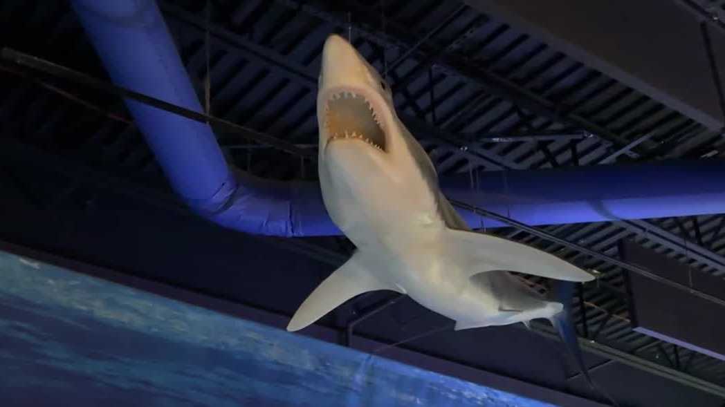 Shark preservation week brings hands-on activities to West Palm Beach