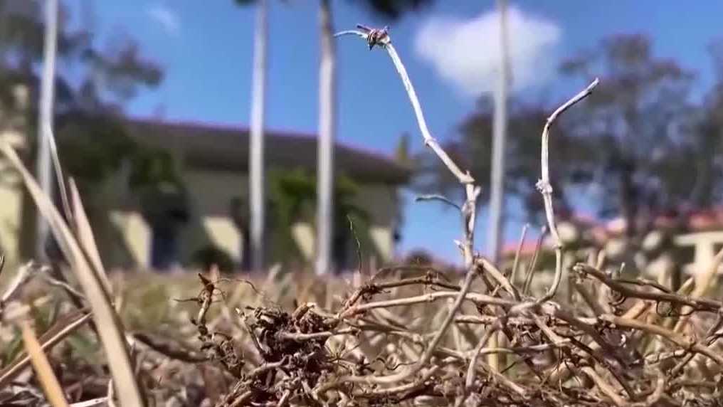 Palm Beach, St. Lucie counties lift burn ban as conditions improve