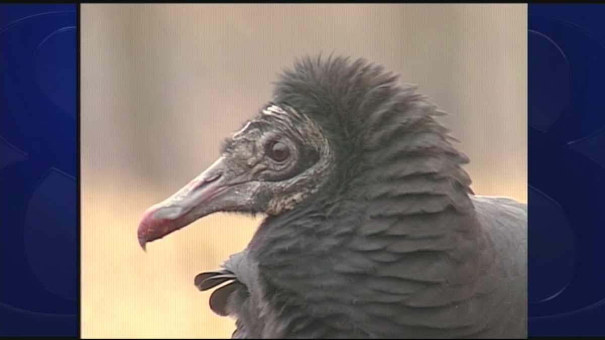 What types of vultures call Pennsylvania home?