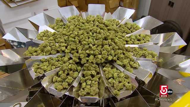 Advocates in Mass. push for 'social consumption' of cannabis - Vimarsana News