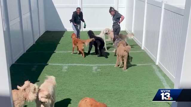 Humphrey's Dog resort Birmingham Alabama pet hotel spa - Vimarsana News