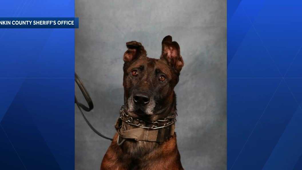 Rankin County K-9 Fox dies weeks after suffering medical emergency during search for escapee