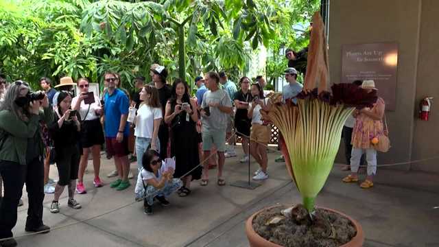 Putrid scent of corpse flower draws crowds to botanical garden - Vimarsana News