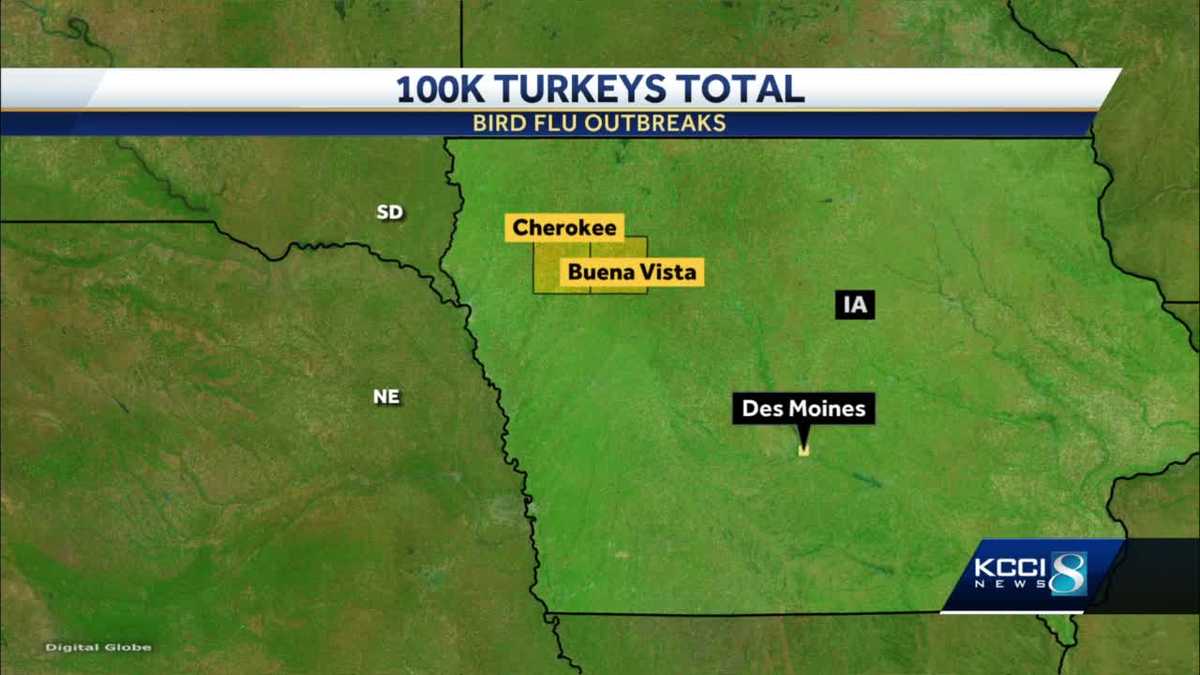 More bird flu outbreaks reported in Cherokee, Buena Vista counties
