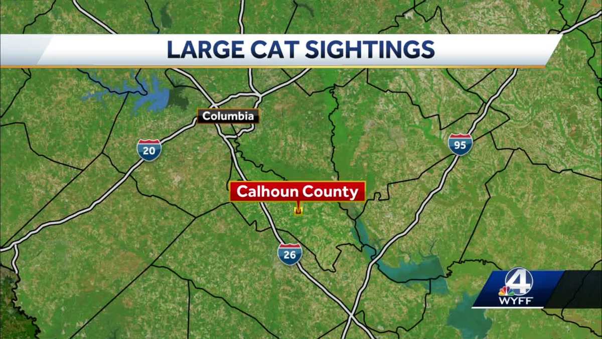 South Carolina Large cat sightings reported