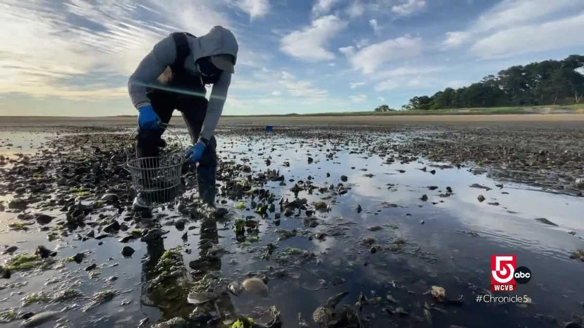 Oyster Stories: Farming mollusks and creating art with shells