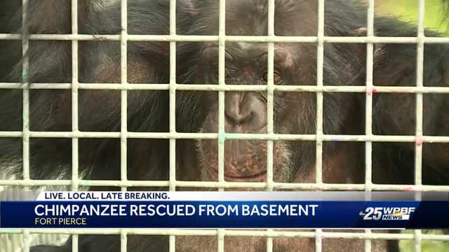 Missing chimp Tonka found alive, now enjoying Florida Sanctuary - Vimarsana News