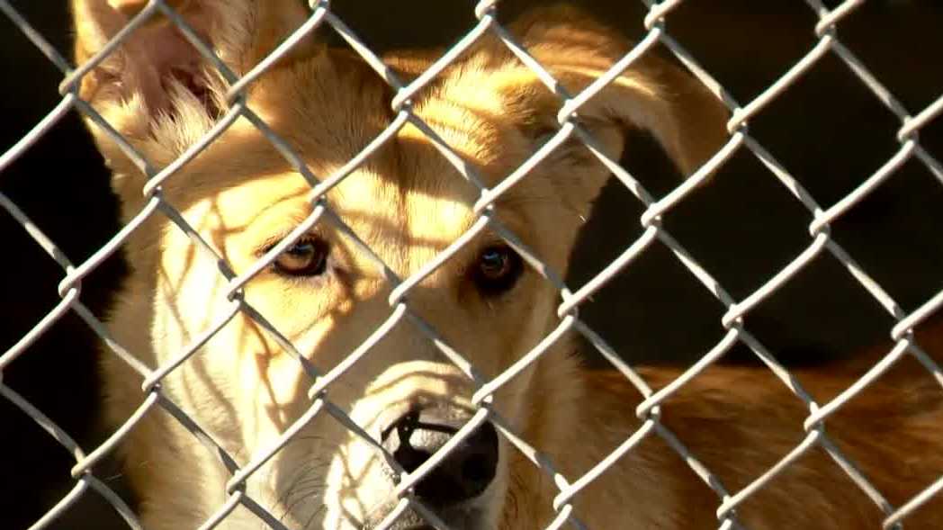 Sacramento animal shelter at double capacity after Fourth of July influx