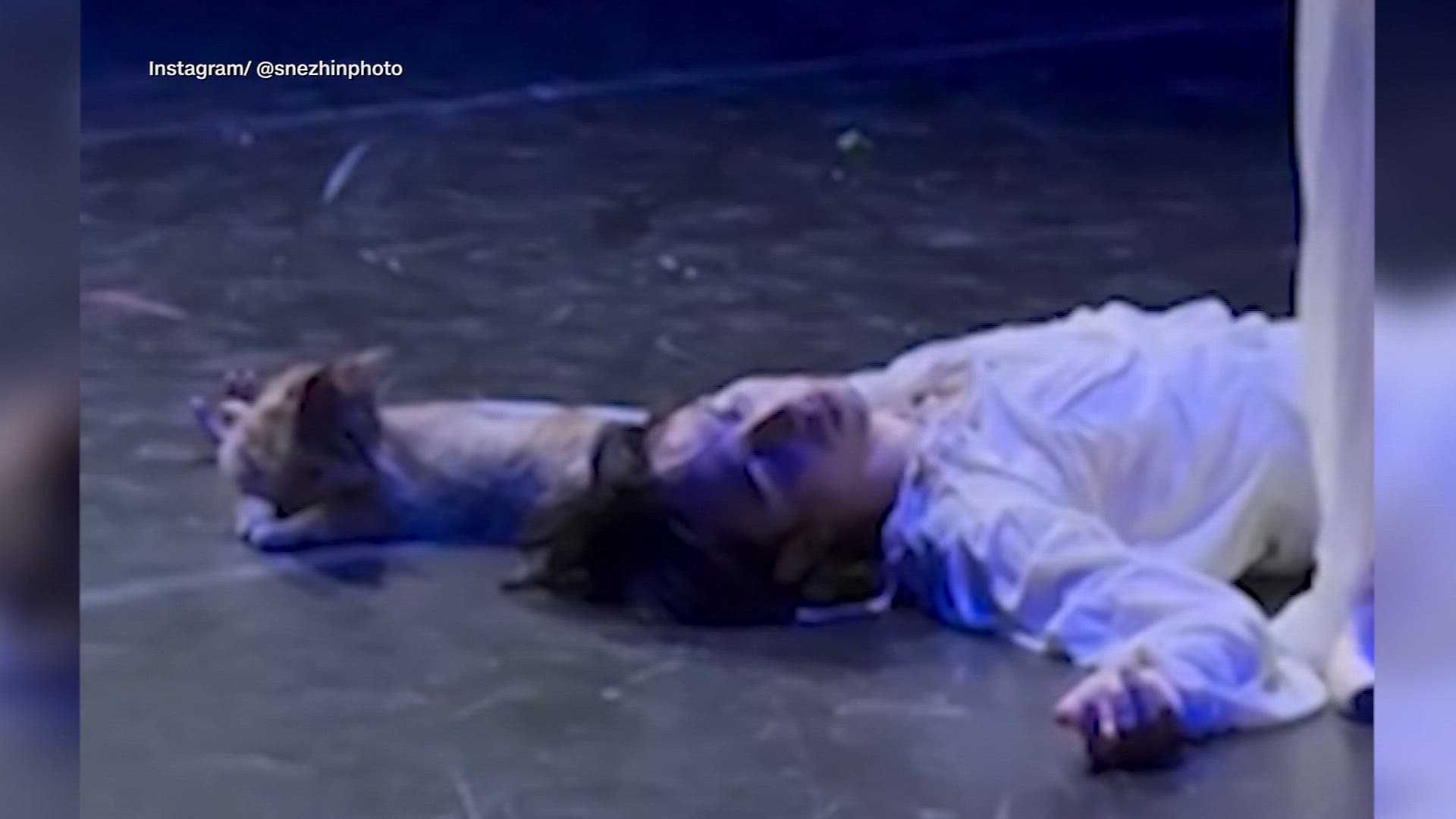 CUTE VIDEO: Stray cat steals the spotlight during 'Romeo & Juliet' performance