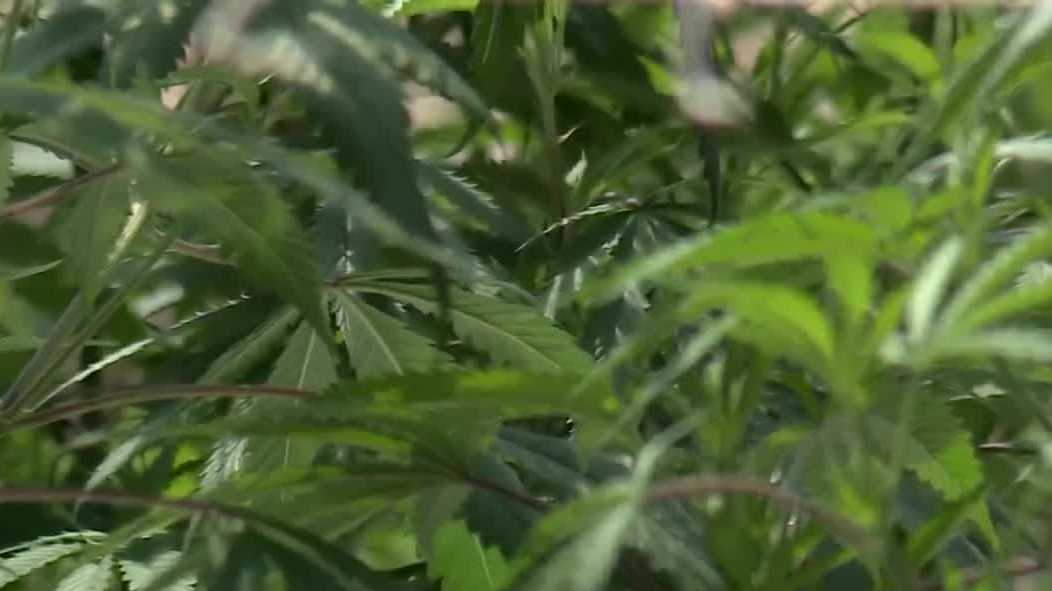 Medical cannabis grower in Jefferson County makes first sale