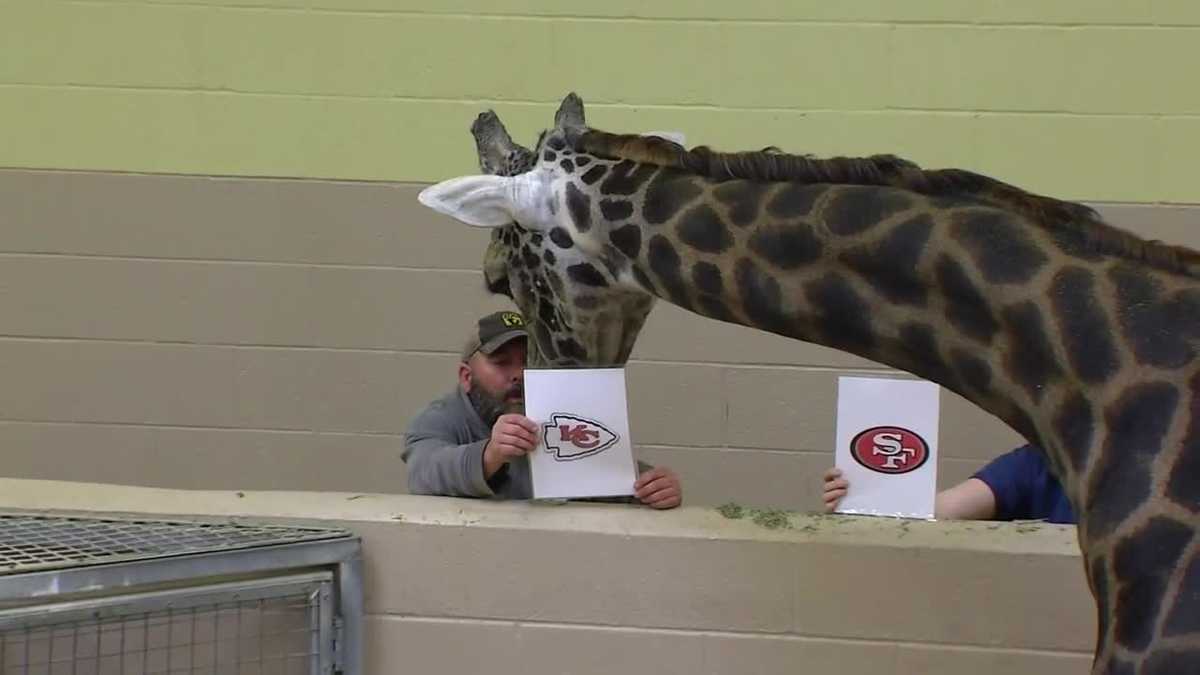 Tiger at Des Moines zoo picks Los Angeles Rams to win Super Bowl LVI