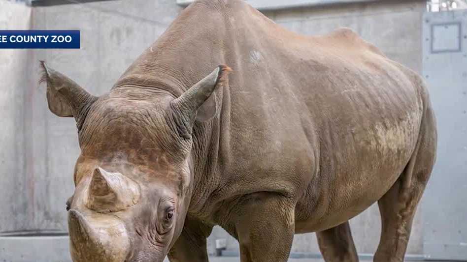 Milwaukee County Zoo to use rhinos for Groundhog Day prediction