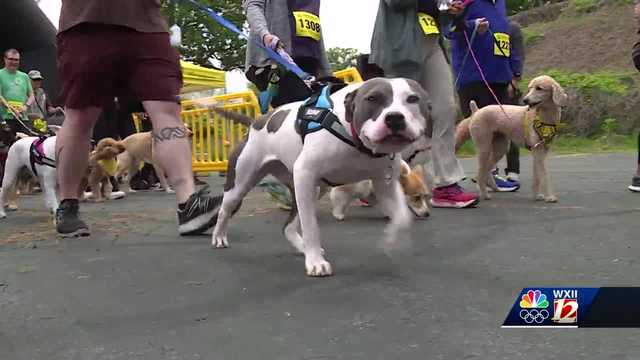 8th Annual Mutt Strut a success in Winston-Salem, raising funds for Forsyth Humane Society - Vimarsana News