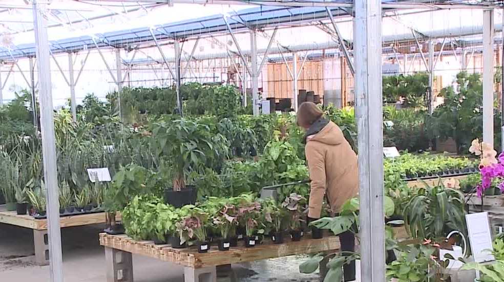 Mulhall's Nursery shares winter protection tips for your yard