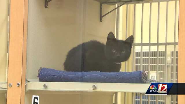 New Forsyth County Animal Services Director shares future plans - Vimarsana News
