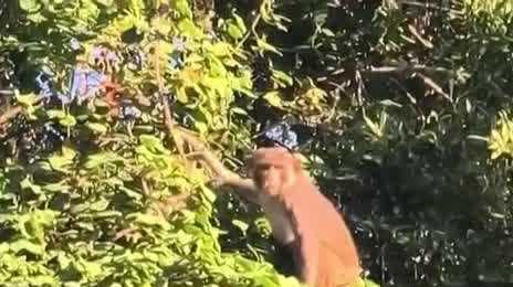 Mount Dora issues monkey sighting alert