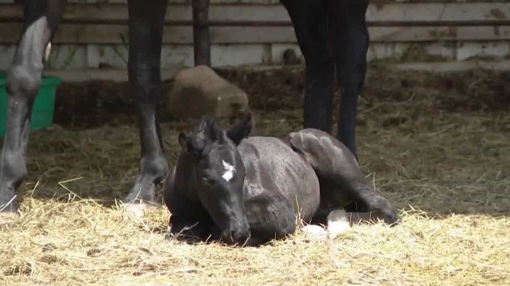 Governor visits Omaha ranch to spotlight Nebraska horse industry, vet shortage