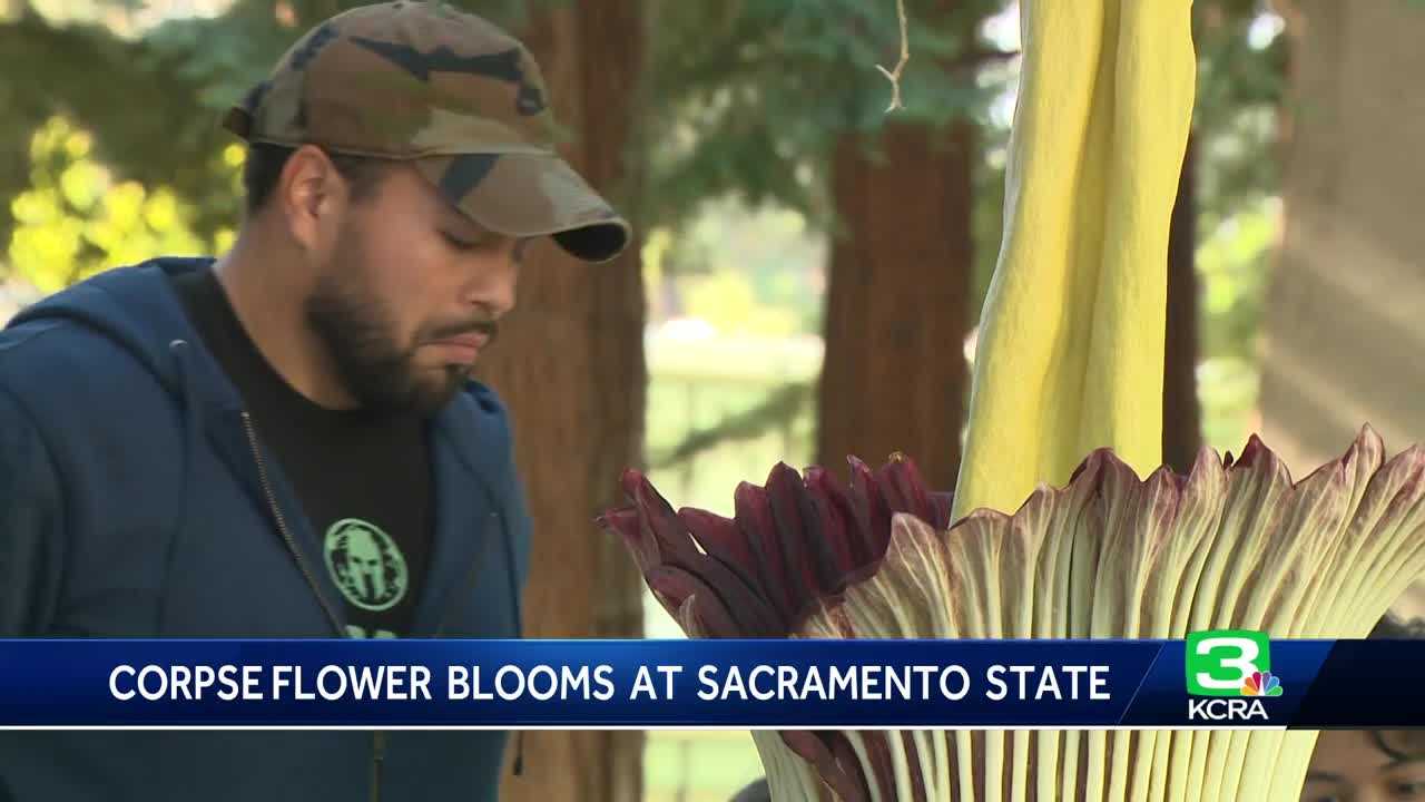Rare corpse flower blooms at Sacramento State for 24 hours