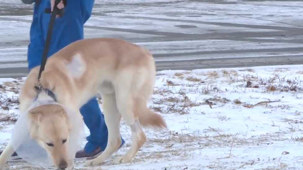 How to keep your pets safe in cold, winter weather