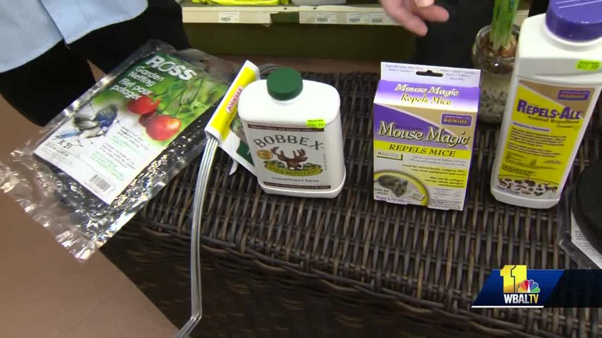 Protect your plants from deer