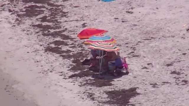 Record seaweed season: Central Florida beaches may see big bloom - Vimarsana News