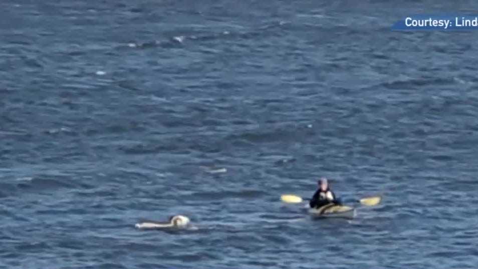 Maine woman uses kayak to help rescue an escaped goat - Vimarsana News