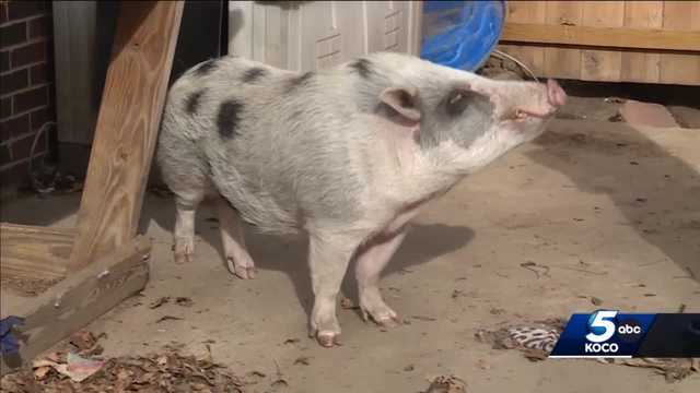 Thousands sign petition for pet pig in Moore that could be taken - Vimarsana News