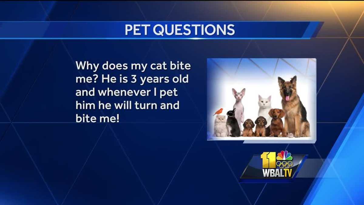 Pet questions Why does my cat bite me?