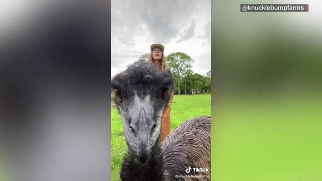 Emmanuel the Florida emu goes viral - Vimarsana News