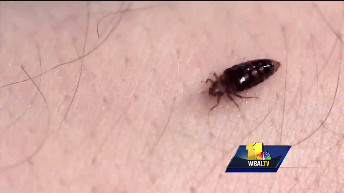 Video Baltimore ranked top bed bug city in US