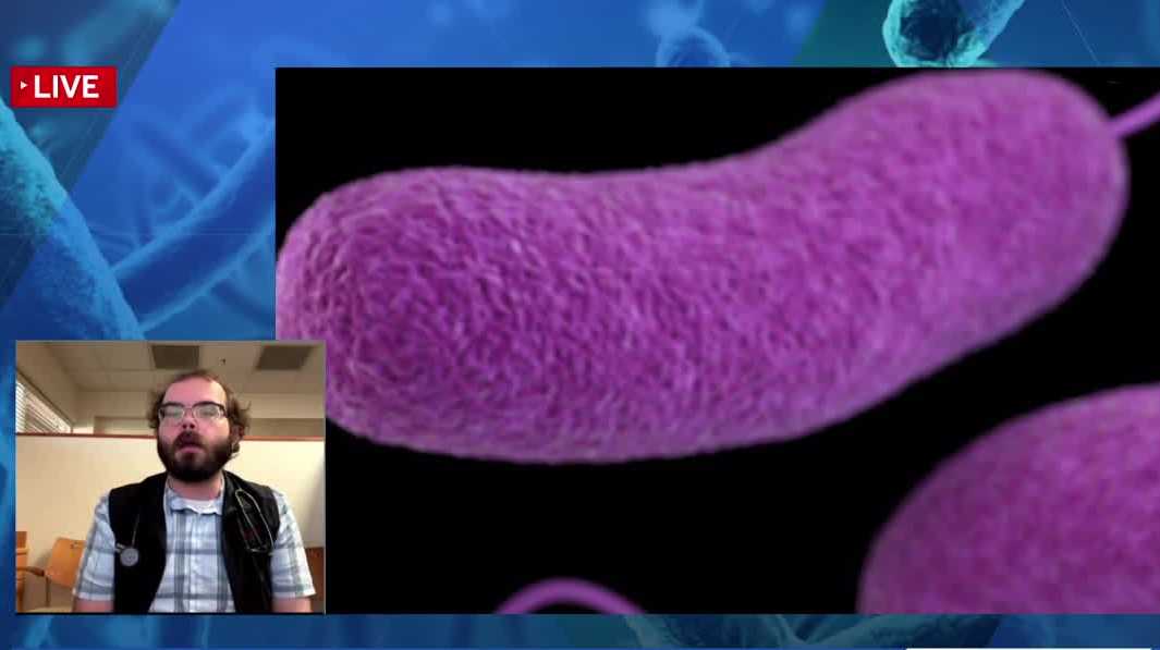 Florida reports rise in cases of flesh-eating bacteria | What to know about Vibrio vulnificus