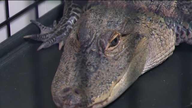 Kiski River alligator becomes animal ambassador at Pa. reptile rescue - Vimarsana News