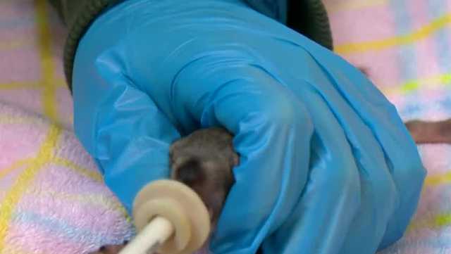Auburn wildlife rescue seeks help with baby season - Vimarsana News