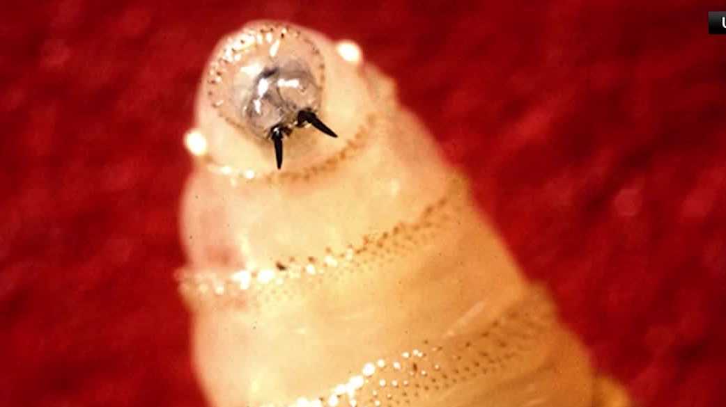 Ames USDA team helps Texas tackle screwworm outbreak