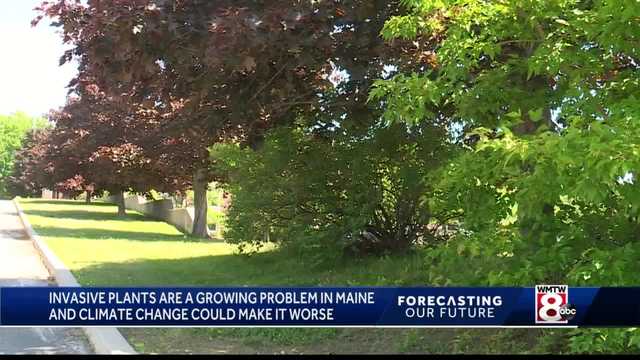 Invasive plants are a growing problem for Maine's natural beauty - Vimarsana News