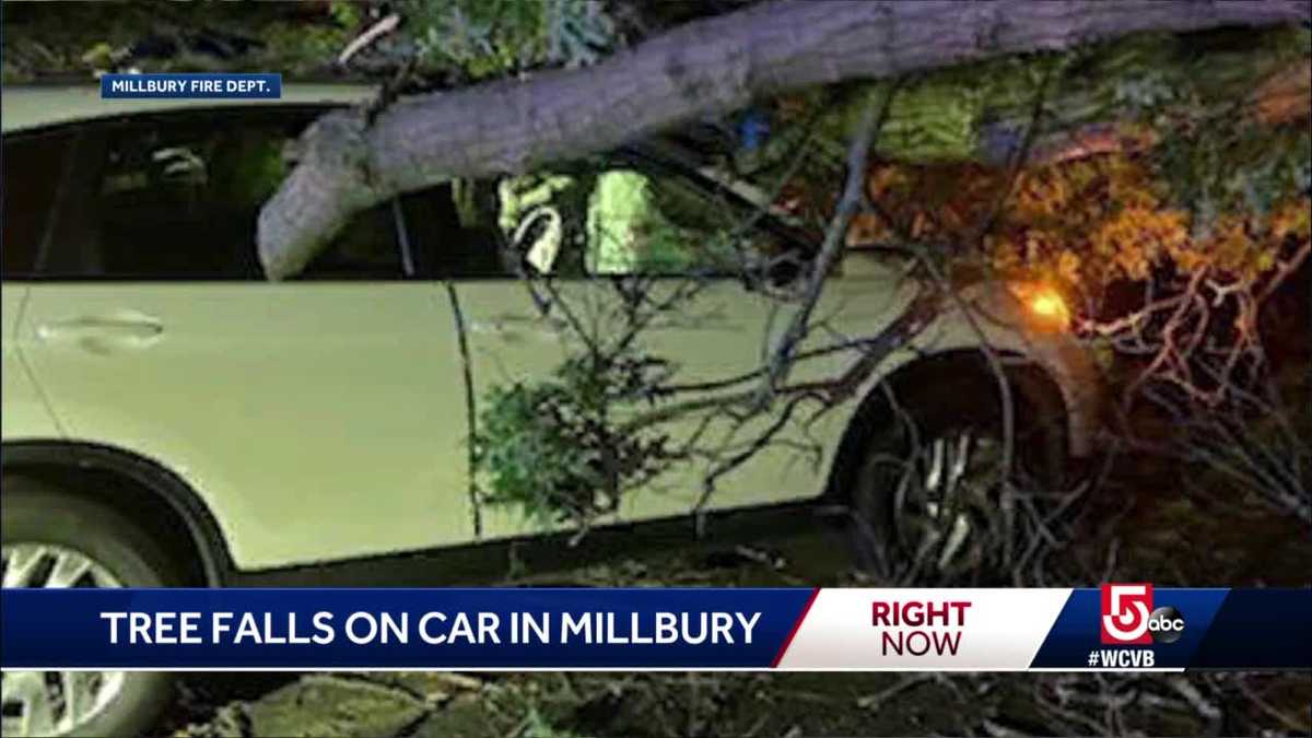 Tree falls on car in Millbury
