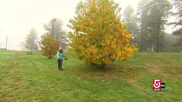 Learn about Q's Nuts in Somerville and the history of the American chestnut trees - Vimarsana News