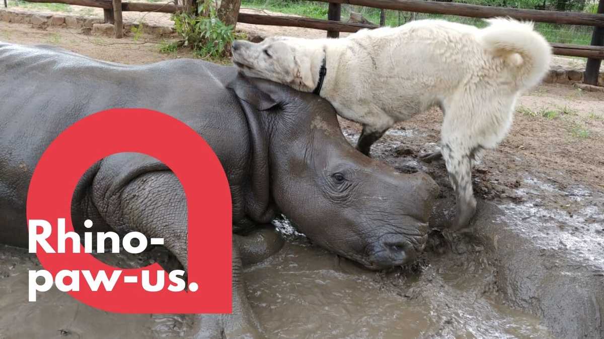 Aww! Watch this adorable friendship between a dog and rhino