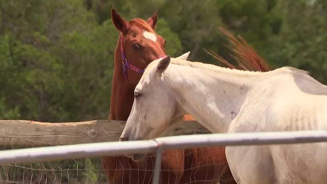 Horses evacuated after Acorn Boulevard brush fire inched close to horse ...