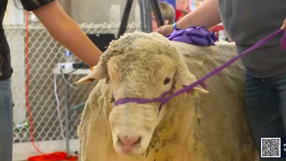 Meet the winners of the 2023 Iowa State Fair Big Boar, Big Ram, and Super Bull competitions - Vimarsana News