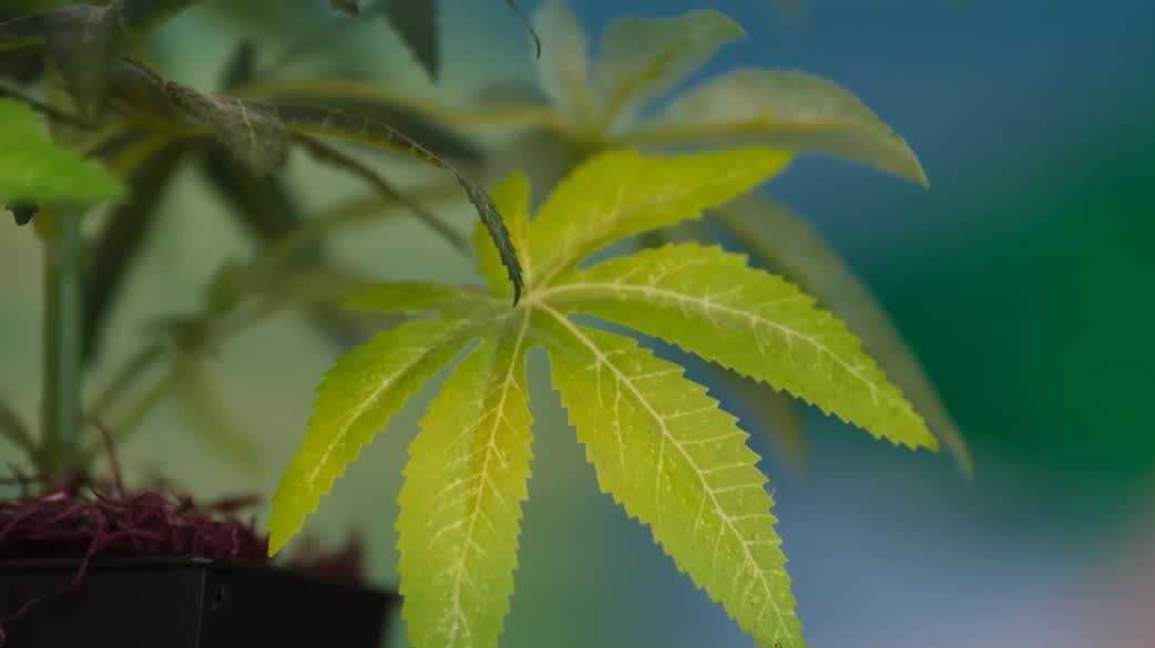 Florida lawmakers fail to pass hemp regulations, industry in limbo