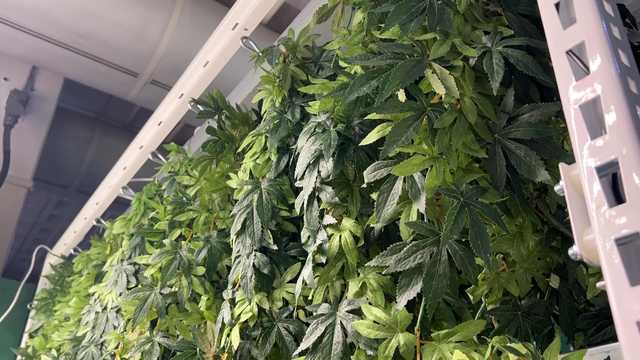 Future of Massachusetts marijuana industry discussed at annual cannabis convention - Vimarsana News