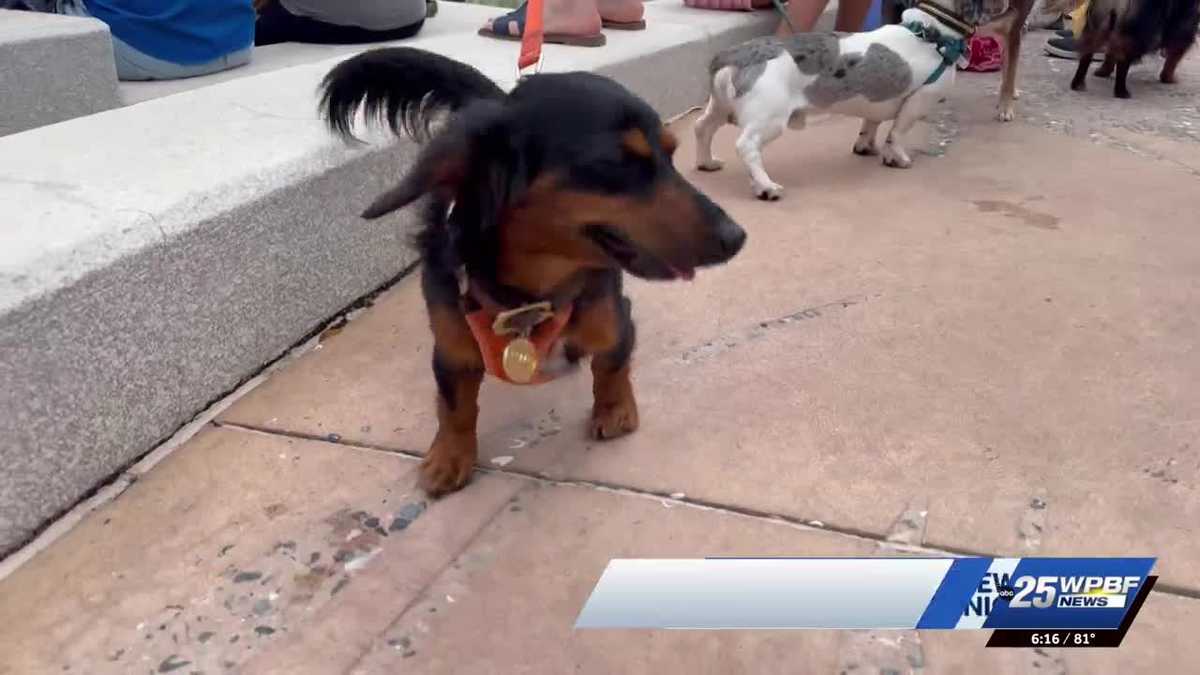 Hundreds of dachshunds met up for 