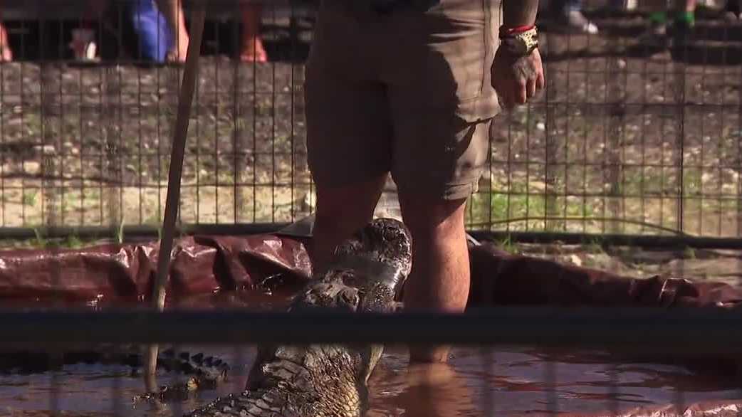 Gator Fest brings Florida culture to Fort Myers with alligator wrestling and family fun