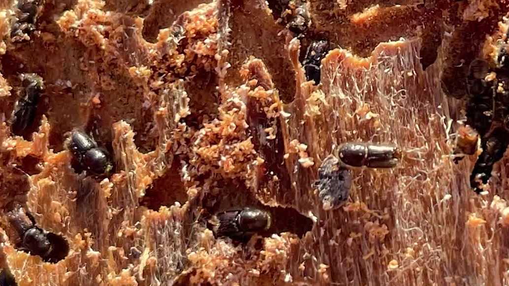 New Mexico sees alarming rise in tree die-off due to warm weather and insects