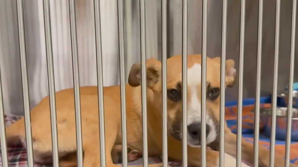 New pet resource center aims to fill gaps in animal welfare needs
