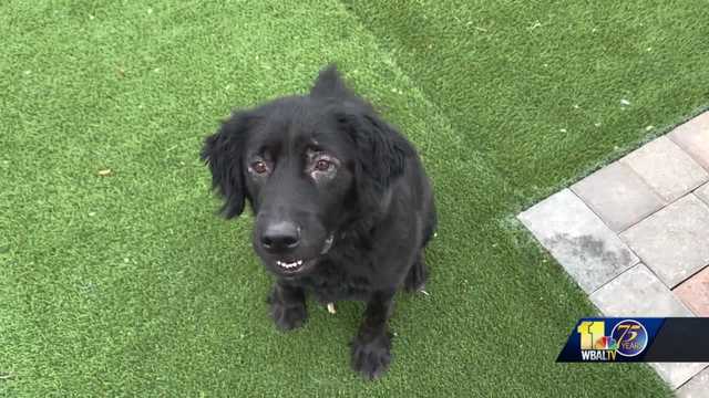 BARCS is in desperate need of fosters and adoptions - Vimarsana News